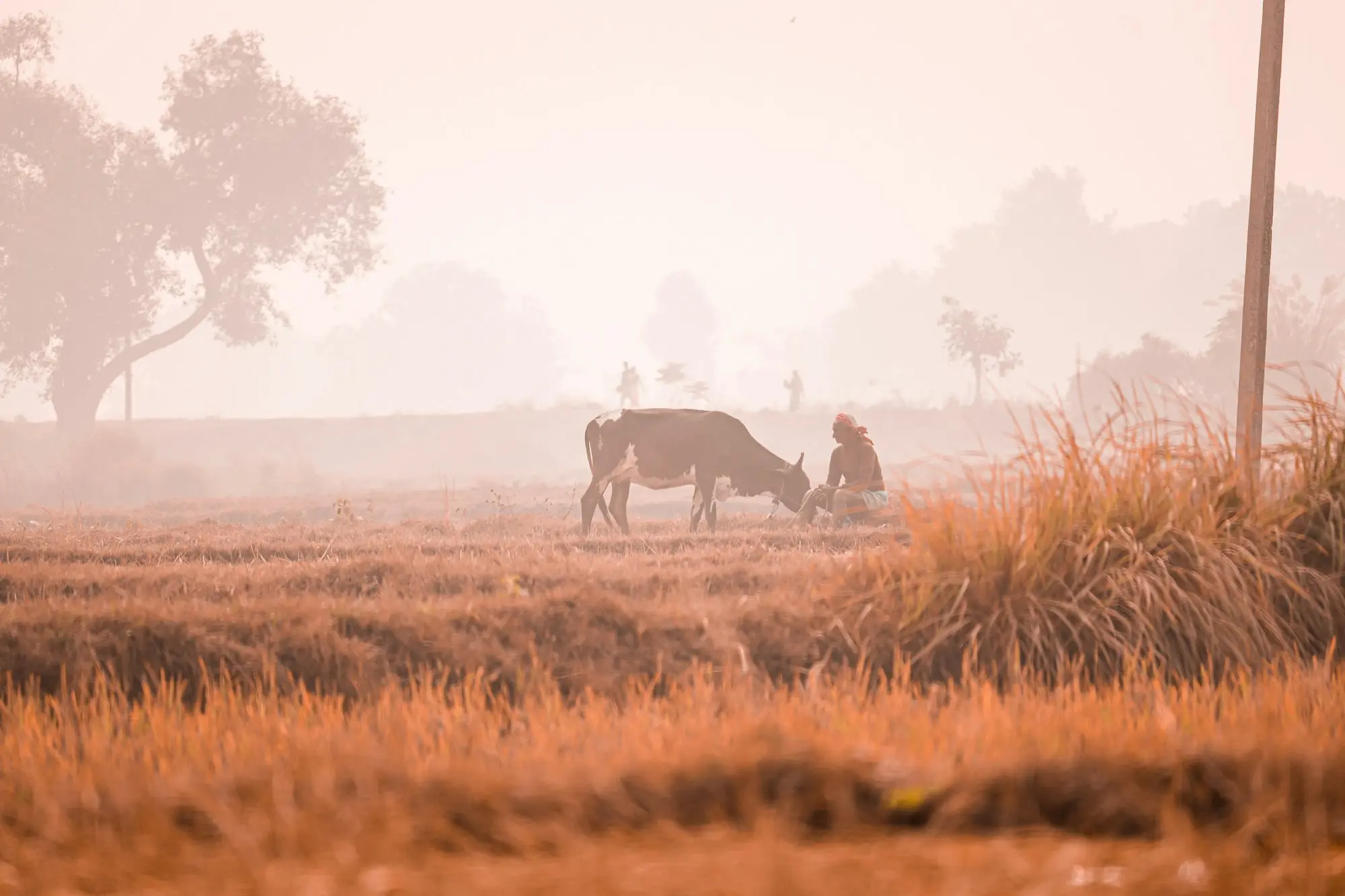 Cattle standing on a dry, drought-affected paddock, the kind of season that makes farm finance difficult