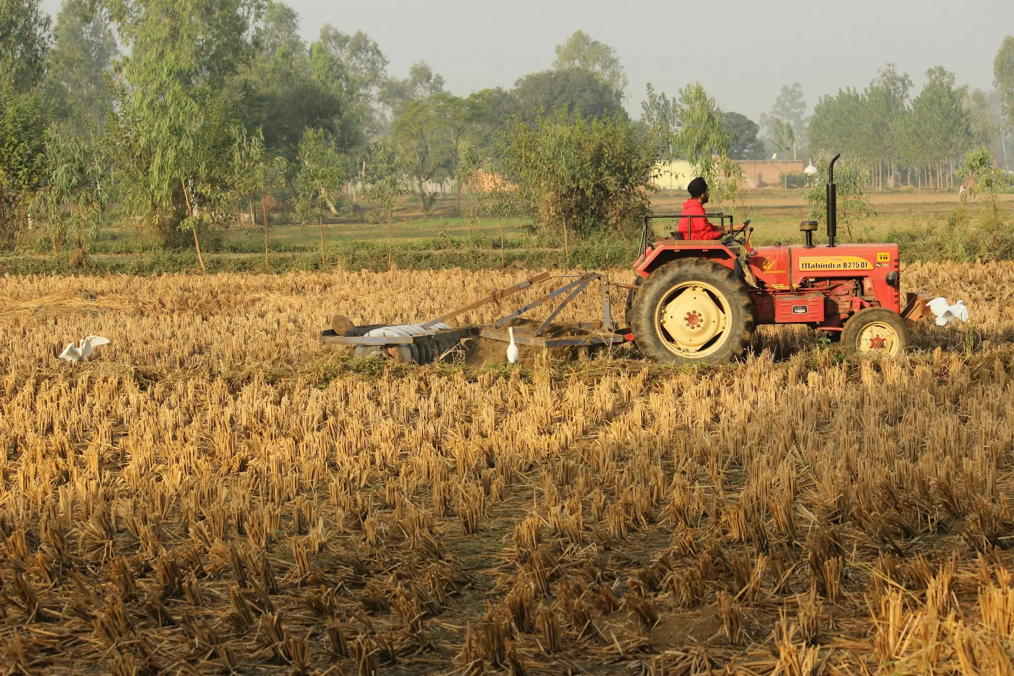 Red tractor working a dry brown field in a tough season