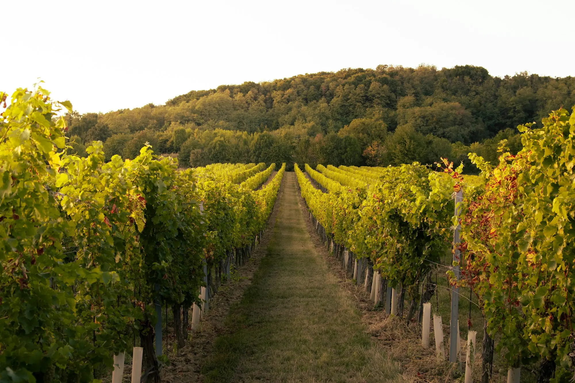 Rows of vines in a vineyard, a seasonal business with lumpy cash flow